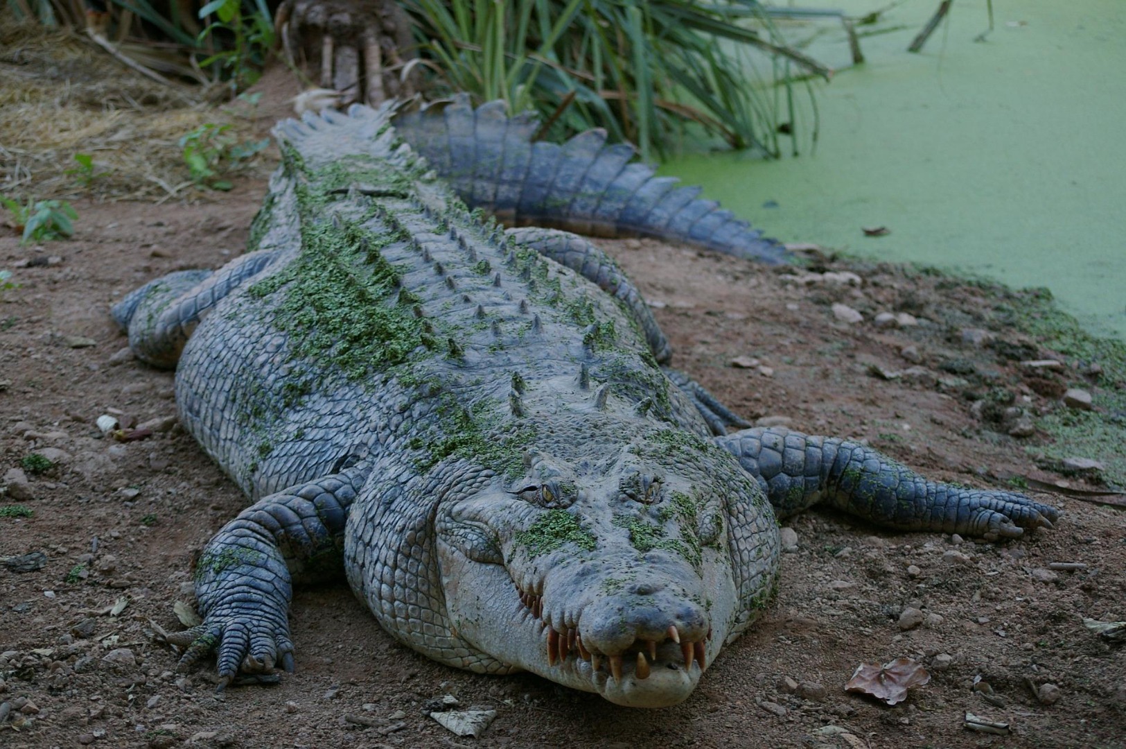 Caiman Wallpaper APK