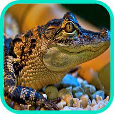 Caiman Wallpaper APK latest v2.0 for Androidをダウンロード